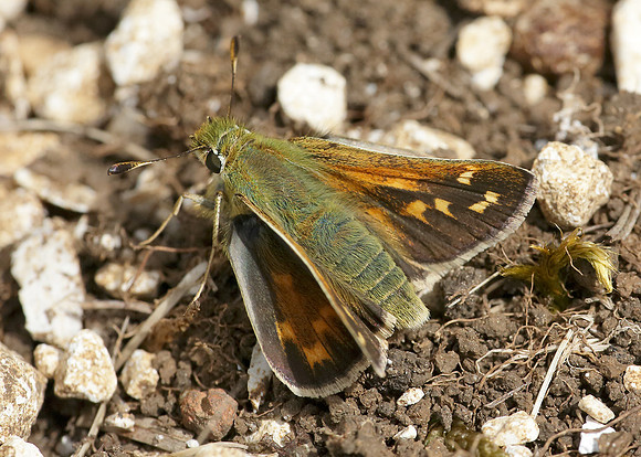 Silver-spotted Skipper Hesperia comma