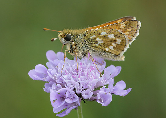 Silver-spotted Skipper Hesperia comma