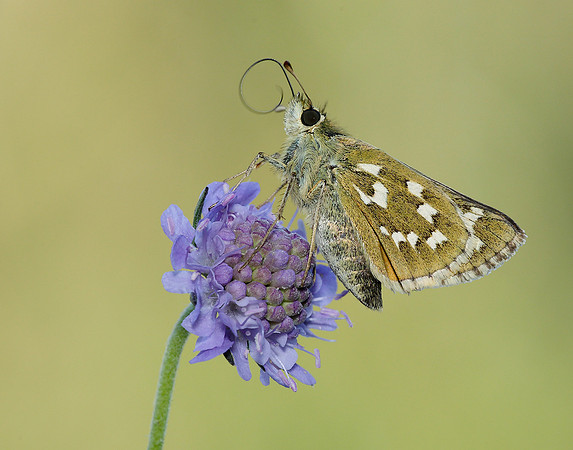 Silver-spotted Skipper Hesperia comma