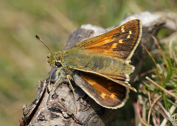 Silver-spotted Skipper Hesperia comma