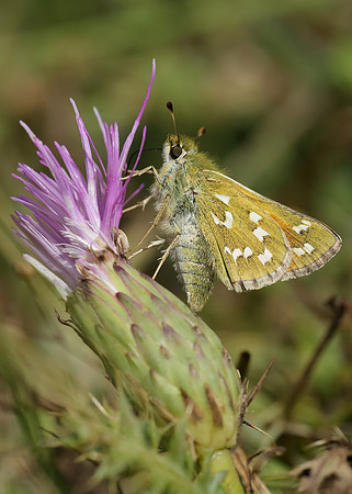 Silver-spotted Skipper Hesperia comma