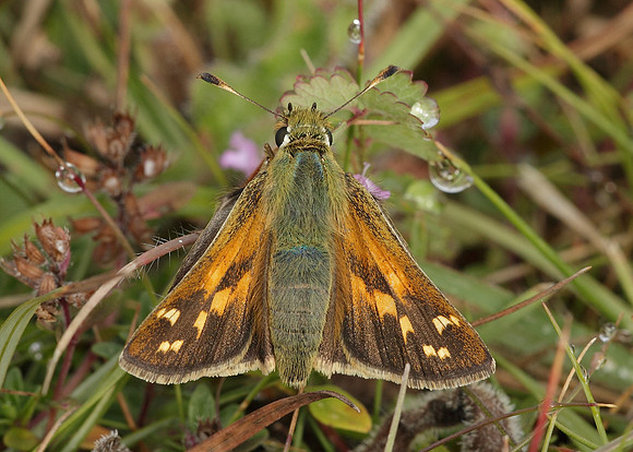 Silver-spotted Skipper Hesperia comma