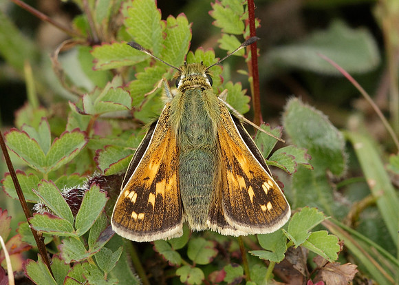 Silver-spotted Skipper Hesperia comma