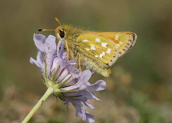 Silver-spotted Skipper Hesperia comma