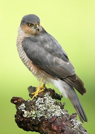 Sparrowhawk Accipiter nisus