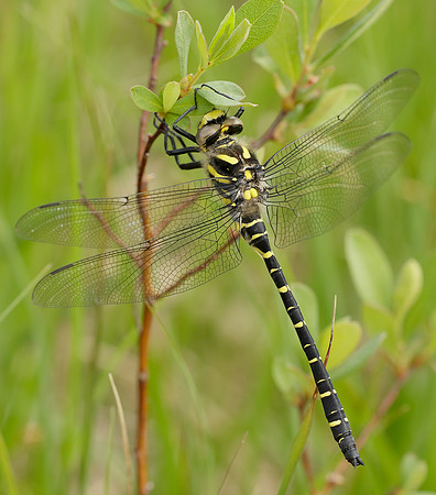 Golden-ringed Dragonfly Cordulegaster boltonii