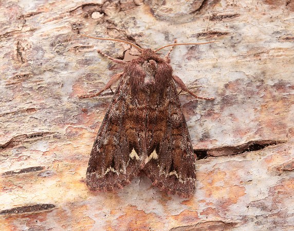 73.271 BF2163 Broom Moth Ceramica pisi