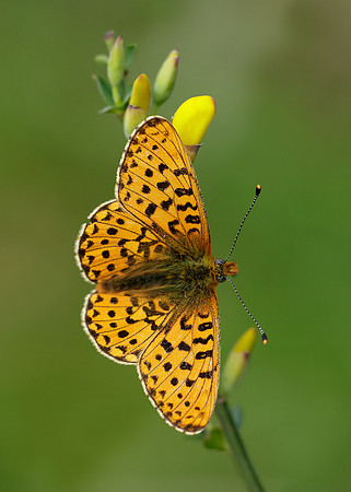 Pearl-Bordered Fritillary Boloria euphrosyne