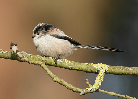 Long-tailed Tit Aegithalos caudatus