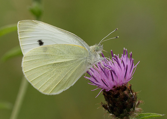 Small White Pieris rapae