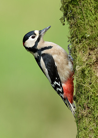Great Spotted Woodpecker Dendrocopus major