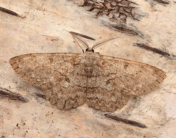 70.268 BF1944 Pale Oak Beauty Hypomecis punctinalis