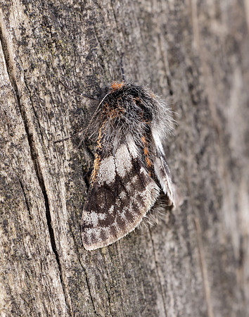 70.249 BF1929 Rannoch Brindled Beauty Lycia lapponaria
