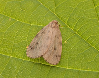 72.037 BF2035 Round-winged Muslin Thumatha senex