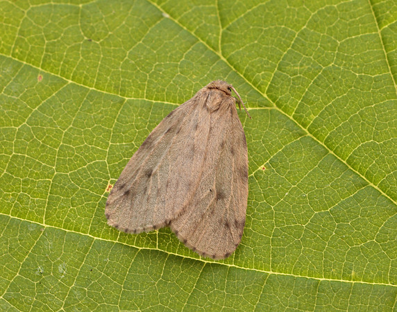 72.037 BF2035 Round-winged Muslin Thumatha senex
