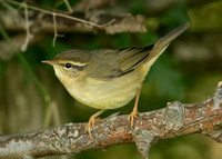 Radde's Warbler Phylloscopus schwarzi