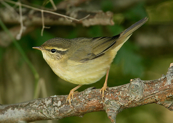 Radde's Warbler Phylloscopus schwarzi