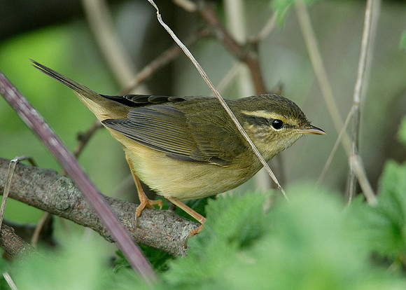 Radde's Warbler Phylloscopus schwarzi