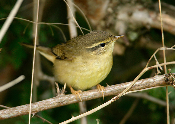 Radde's Warbler Phylloscopus schwarzi