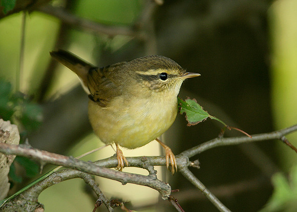 Radde's Warbler Phylloscopus schwarzi