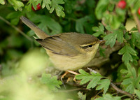 Radde's Warbler Phylloscopus schwarzi