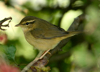 Radde's Warbler Phylloscopus schwarzi