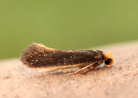 12.040 BF231 Monopis imella