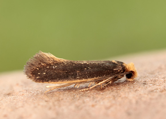 12.040 BF231 Monopis imella