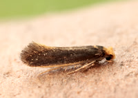 12.040 BF231 Monopis imella