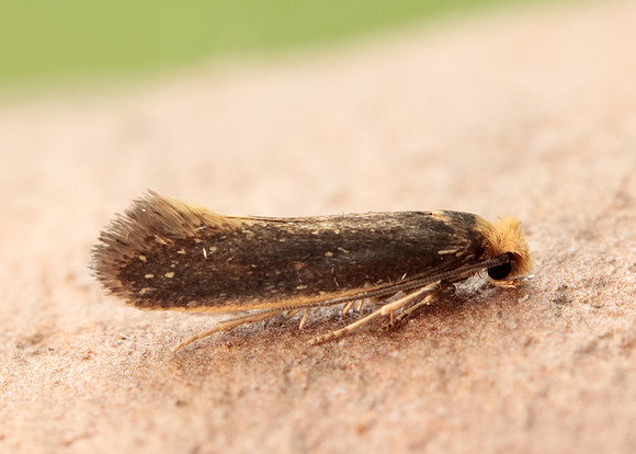 12.040 BF231 Monopis imella