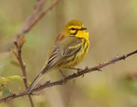 Prairie Warbler Setophaga discolor