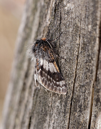 70.249 BF1929 Rannoch Brindled Beauty Lycia lapponaria