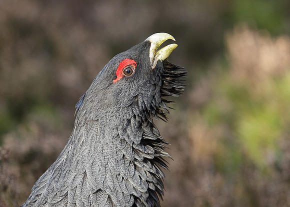 Capercaillie Tetrao urogallus