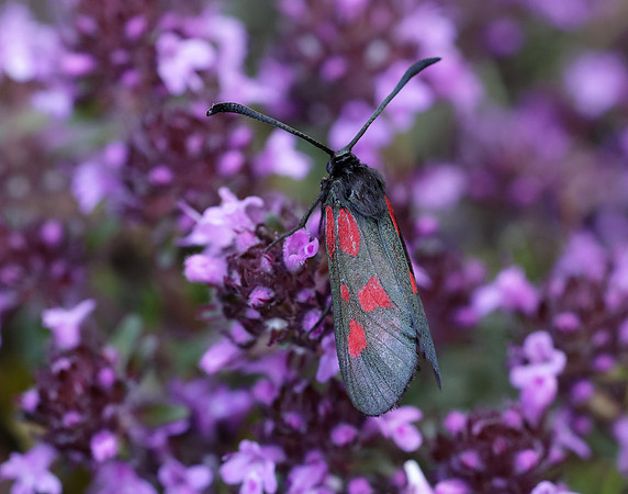 54.007 BF168 New Forest Burnet Zygaena viciae