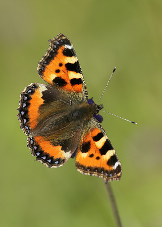 Small Tortoiseshell Aglais urticae