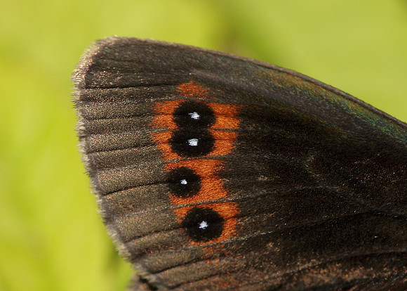 Scotch Argus Erebia aethiops
