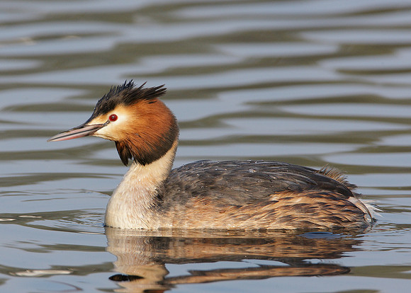 Great Crested Grebe; Podiceps cristatus