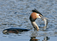 Great Crested Grebe; Podiceps cristatus