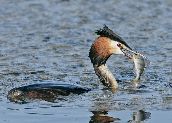 Great Crested Grebe; Podiceps cristatus