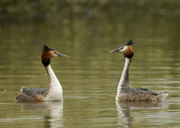 Great Crested Grebe Podiceps cristatus