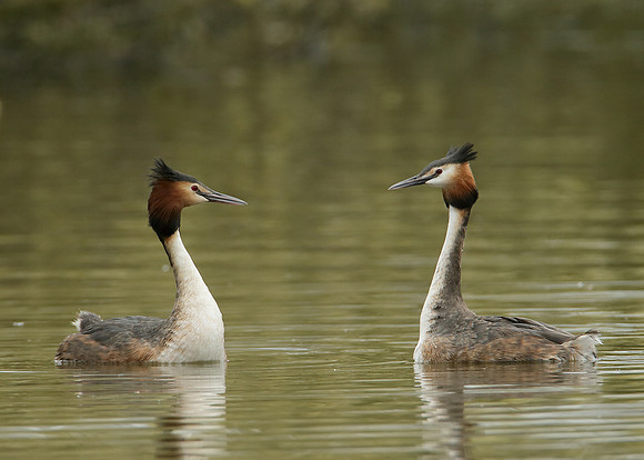 Great Crested Grebe Podiceps cristatus