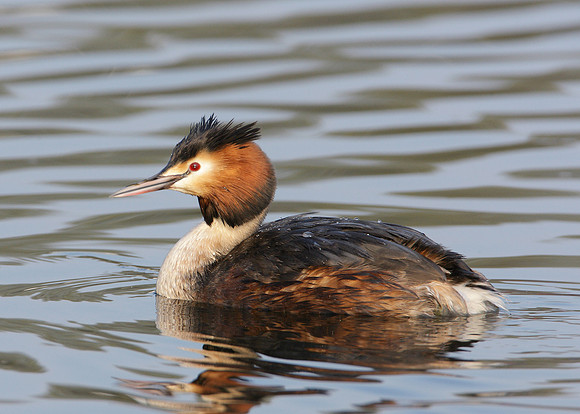 Great Crested Grebe; Podiceps cristatus