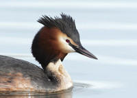 Great Crested Grebe; Podiceps cristatus