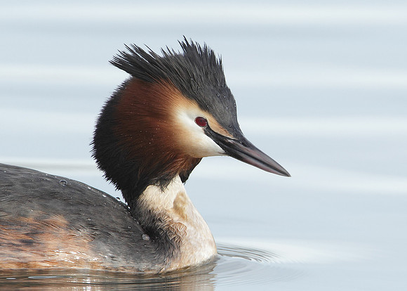 Great Crested Grebe; Podiceps cristatus
