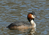 Great Crested Grebe; Podiceps cristatus