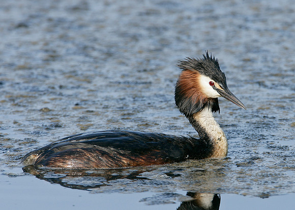 Great Crested Grebe; Podiceps cristatus