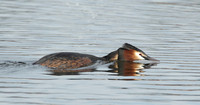 Great Crested Grebe; Podiceps cristatus