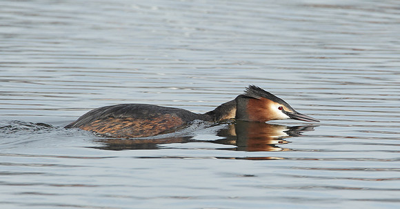 Great Crested Grebe; Podiceps cristatus