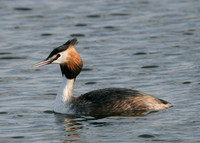 Great Crested Grebe; Podiceps cristatus