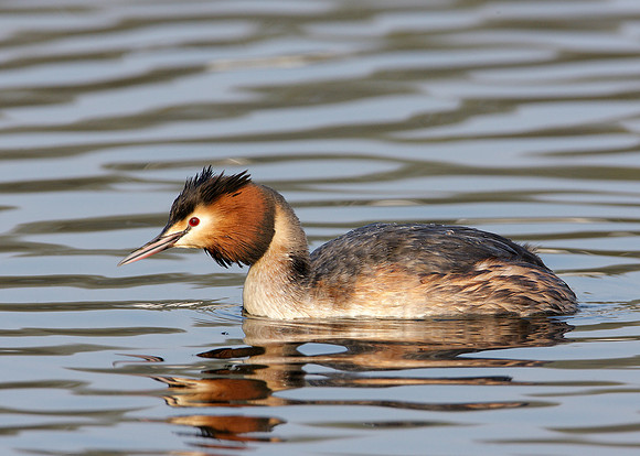 Great Crested Grebe; Podiceps cristatus